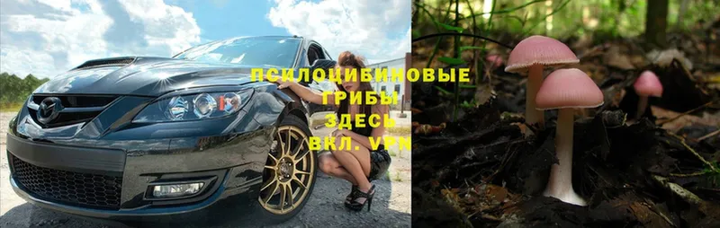 Псилоцибиновые грибы Psilocybe  хочу   Подольск 